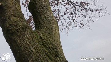 A fához kötözte magát a kedves sunci hogy brutálisan megkúrjam a közparkban Thumb